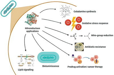 Microbial nitroreductases: A versatile tool for biomedical and environmental applications