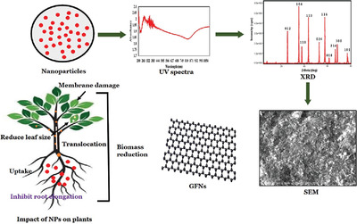 Multiphysical analysis of nanoparticles and their effects on plants