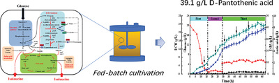 High‐level production of d‐pantothenic acid from glucose by fed‐batch cultivation of Escherichia coli