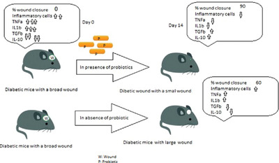 Lactobacillus bulgaricus and Lactobacillus plantarum improve diabetic wound healing through modulating inflammatory factors