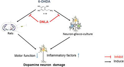 Dendrobium nobile Lindl alkaloid attenuates 6‐OHDA‐induced dopamine neurotoxicity