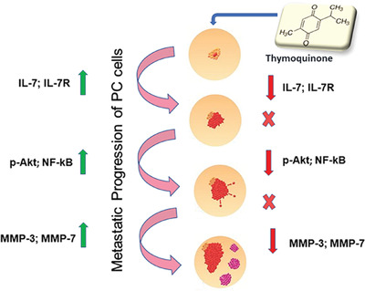 Thymoquinone inhibits IL‐7‐induced tumor progression and metastatic invasion in prostate cancer cells by attenuating matrix metalloproteinase activity and Akt/NF‐κB signaling