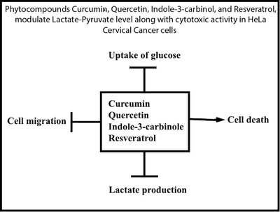 Phytocompounds curcumin, quercetin, indole‐3‐carbinol, and resveratrol modulate lactate–pyruvate level along with cytotoxic activity in HeLa cervical cancer cells