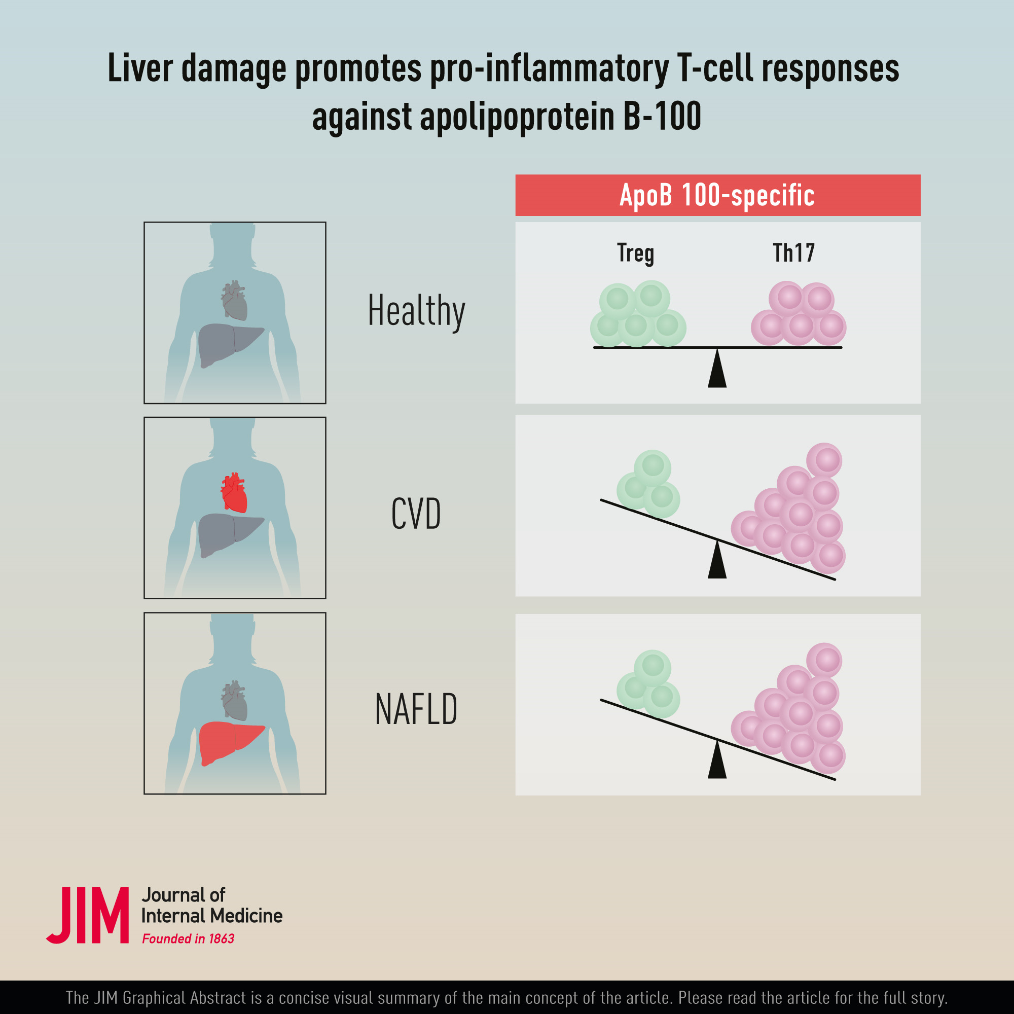Liver damage promotes pro‐inflammatory T‐cell responses against apolipoprotein B‐100