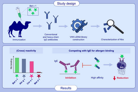 Isolation of nanobodies with potential to reduce patients' IgE binding to Bet v 1