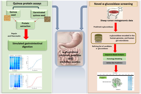 The novel homologue of the human α‐glucosidase inhibited by the non‐germinated and germinated quinoa protein hydrolysates after in vitro gastrointestinal digestion