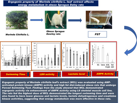 Ergogenic property of Morinda citrifolia L. leaf extract affects energy metabolism in obese Sprague Dawley rats