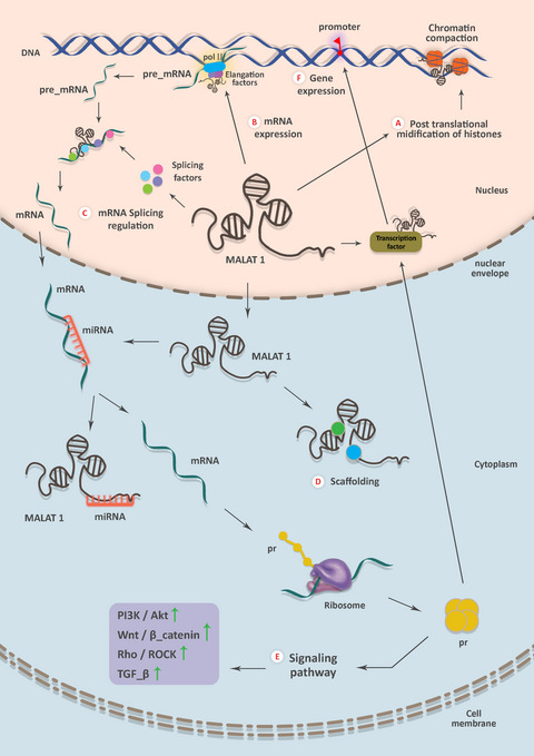 The Multiple Function of lncRNA MALAT1 in Cancer Occurrence and Progression