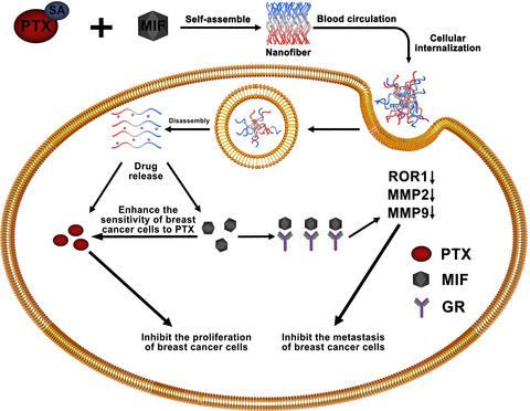 Paclitaxel‐based supramolecular hydrogel loaded with mifepristone for the inhibition of breast cancer metastasis