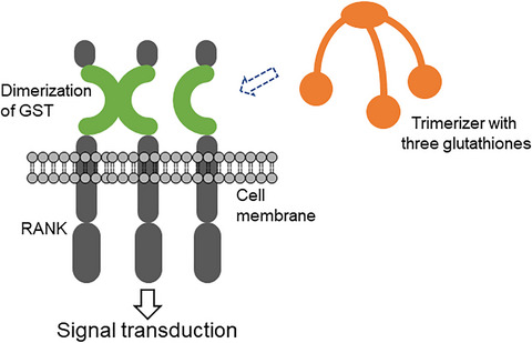 Development of chimeric receptor activator of nuclear factor‐kappa B with glutathione S‐transferase in the extracellular domain: Artificial switch in a membrane receptor