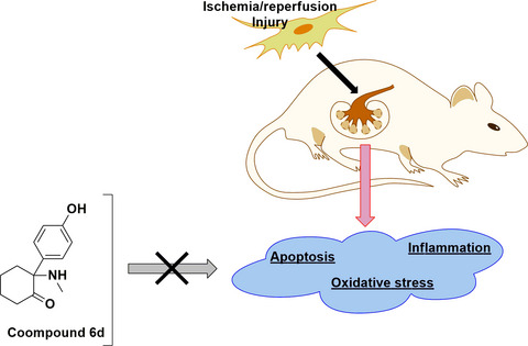 Discovery of novel Ketamine‐inspired derivatives as a protective agent against renal ischemic/reperfusion injury in Wistar rats