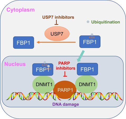 Deubiquitination of FBP1 by USP7 blocks FBP1–DNMT1 interaction and decreases the sensitivity of pancreatic cancer cells to PARP inhibitors