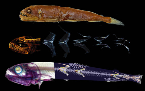 Musculotendinous system of mesopelagic fishes: Stomiiformes (Teleostei)