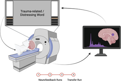Differential mechanisms of posterior cingulate cortex downregulation and symptom decreases in posttraumatic stress disorder and healthy individuals using real‐time fMRI neurofeedback
