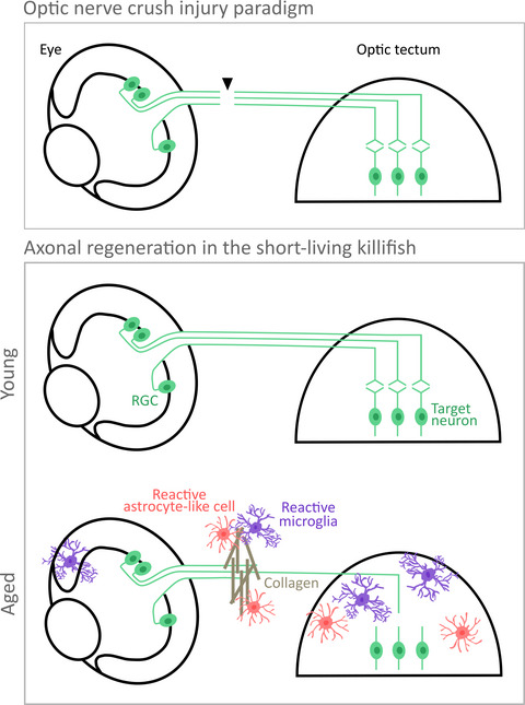 The age factor in optic nerve regeneration: Intrinsic and extrinsic barriers hinder successful recovery in the short‐living killifish