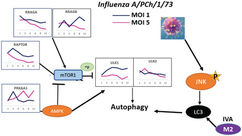 Non‐classical autophagy activation pathways are essential for production of infectious Influenza A virus in vitro