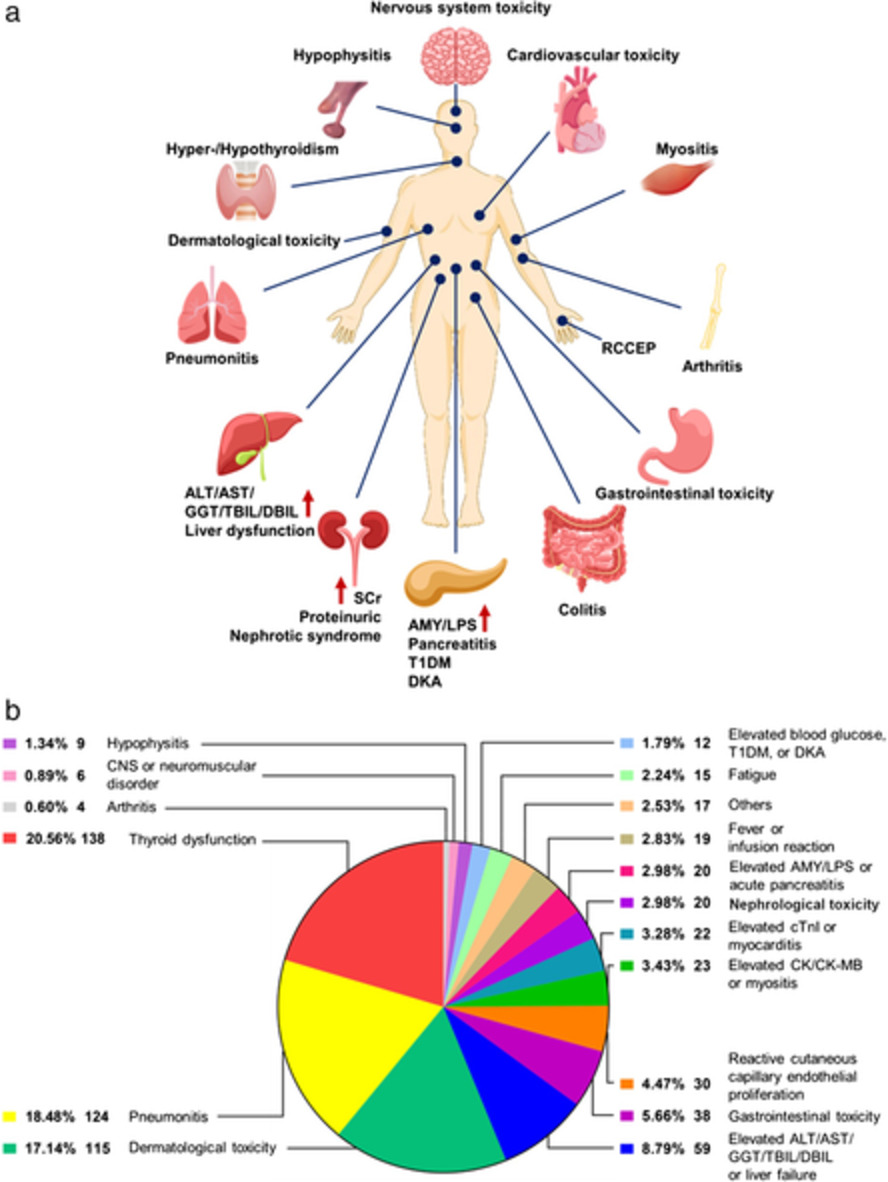 Immune checkpoint inhibitor‐related adverse events in lung cancer: Real‐world incidence and management practices of 1905 patients in China