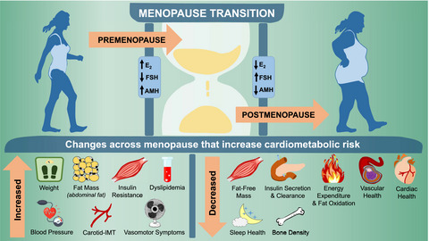Body composition and cardiometabolic health across the menopause transition