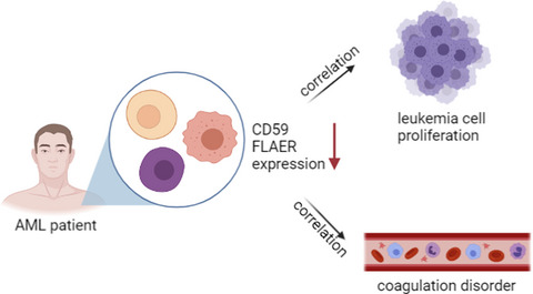 The expression and clinical significance of CD59 and FLAER in Chinese adult AML patients