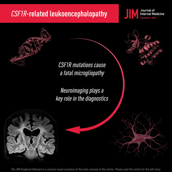 Neuroimaging phenotypes of CSF1R‐related leukoencephalopathy: Systematic review, meta‐analysis, and imaging recommendations