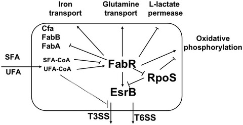 FabR senses long chain unsaturated fatty acids to control virulence in pathogen Edwardsiella piscicida