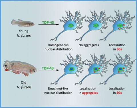 New lessons on TDP‐43 from old N. furzeri killifish