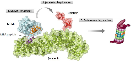 Targeted β‐catenin ubiquitination and degradation by multifunctional stapled peptides