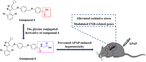 Discovery of a novel and orally active FXR agonist for the protection of APAP‐induced hepatotoxicity