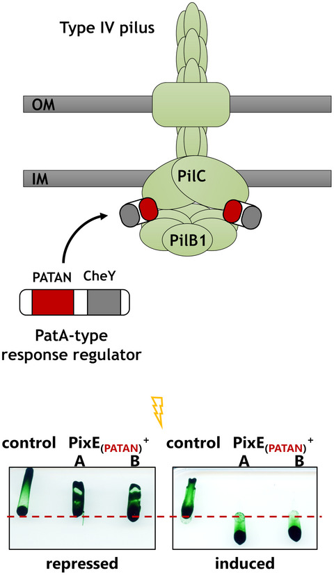 PATAN‐domain regulators interact with the Type IV pilus motor to control phototactic orientation in the cyanobacterium Synechocystis