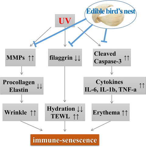 The Protective Effect of Edible Bird's Nest against the Immune‐senescence Process of UVB‐irradiated Hairless Mice†