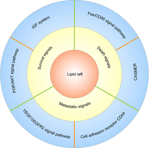 Lipid raft involvement in signal transduction in cancer cell survival, cell death and metastasis