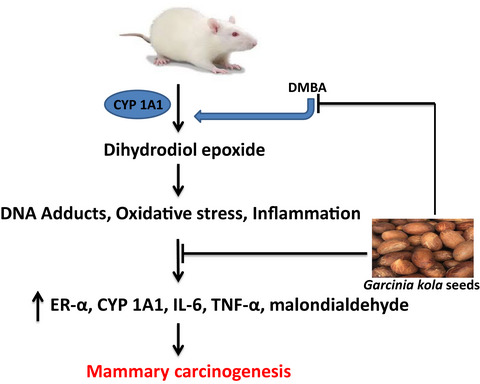 Kolaviron pre‐treatment suppresses 7, 12 dimethylbenzanthracene‐induced alterations in estrogen receptor‐α, CYP 1A1, oxidative stress and inflammation in female Wistar rats
