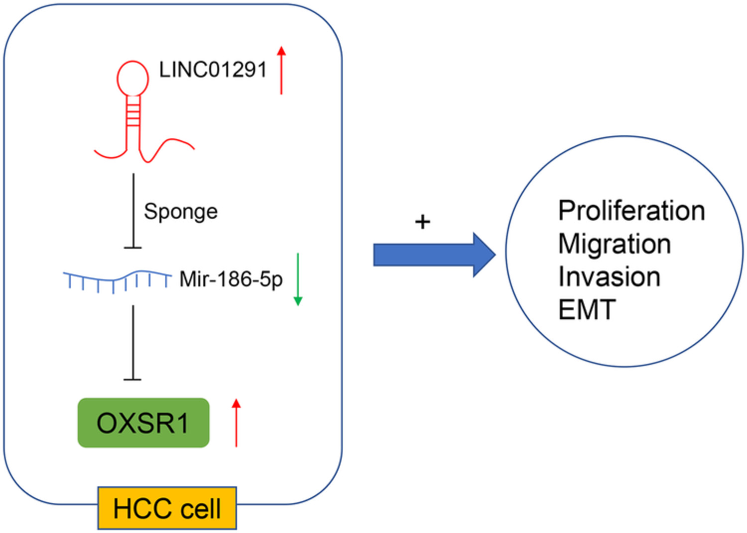 LINC01291 promotes hepatocellular carcinoma development by targeting the miR‐186‐5p/OXSR1 axis