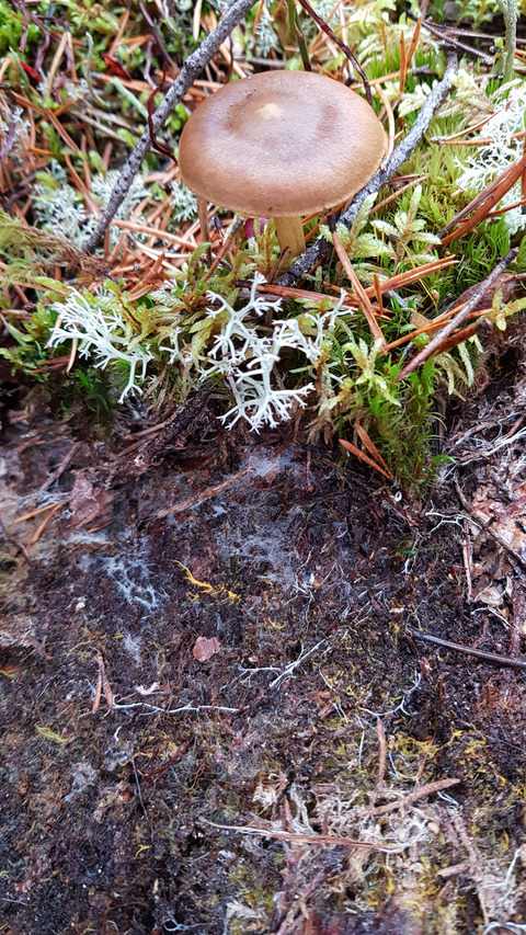 Links between boreal forest management, soil fungal communities and below‐ground carbon sequestration