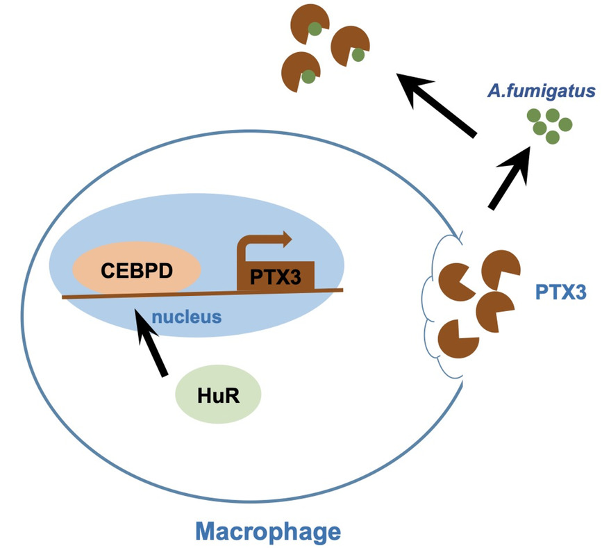 CCAAT/enhancer binding protein (C/EBP) delta promotes the expression of PTX3 and macrophage phagocytosis during A. fumigatus infection