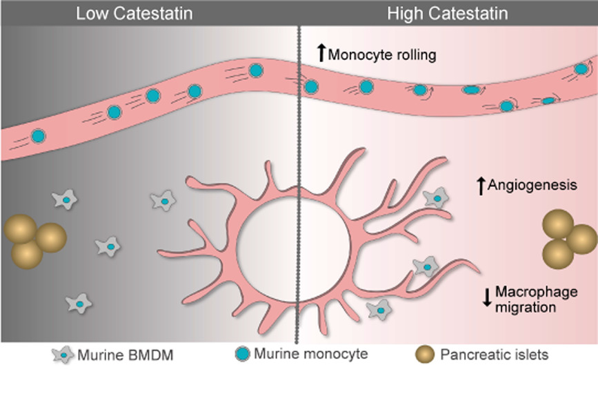 The anti‐inflammatory peptide Catestatin blocks chemotaxis