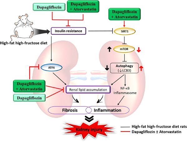 The combination of dapagliflozin and statins ameliorates renal injury through attenuating the activation of inflammasome‐mediated autophagy in insulin‐resistant rats
