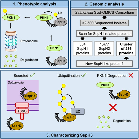 Genomic and phenotypic analysis of SspH1 identifies a new Salmonella effector, SspH3