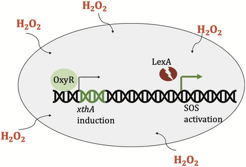 Escherichia coli induces DNA repair enzymes to protect itself from low‐grade hydrogen peroxide stress