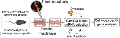 Application of a RiboTag‐based approach to generate and analyze mRNA from enteric neural cells