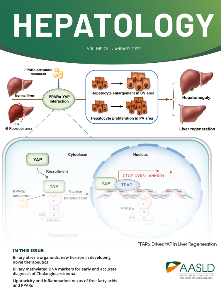 A New Strategy of Vascular‐targeted Therapy for Liver Fibrosis