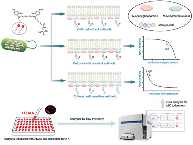d‐Amino Acid‐Based Metabolic Labeling Enables a Fast Antibiotic Susceptibility Test of Both Isolated Bacteria and Bronchoalveolar Lavage Fluid