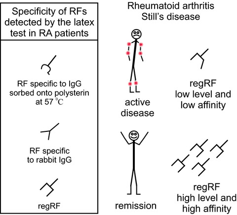Regulatory and other rheumatoid factors in rheumatoid arthritis patients with active disease or in remission