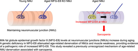 Increased MFG‐E8 at neuromuscular junctions is an exacerbating factor for sarcopenia‐associated denervation