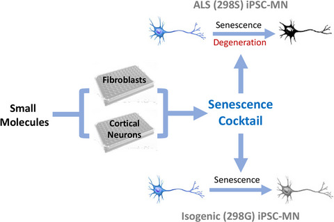 Chemically induced senescence in human stem cell‐derived neurons promotes phenotypic presentation of neurodegeneration