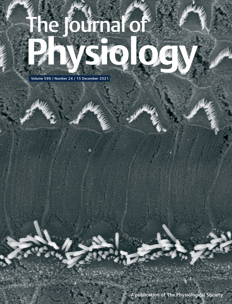 Something's fishy: Cardiovascular ATP‐sensitive K+ channels in zebrafish