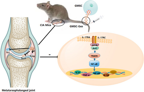 Gingival mesenchymal stem cell‐derived exosomes are immunosuppressive in preventing collagen‐induced arthritis