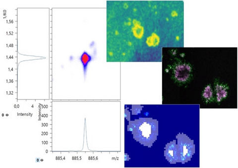 Structural amyloid plaque polymorphism is associated with distinct lipid accumulations revealed by trapped ion mobility mass spectrometry imaging