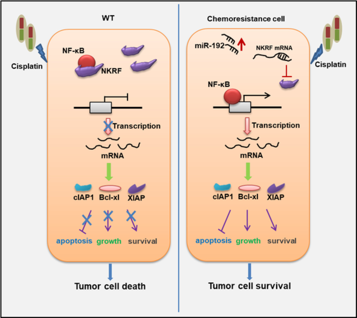 MiR‐192/NKRF axis confers lung cancer cell chemoresistance to cisplatin via the NF‐κB pathway