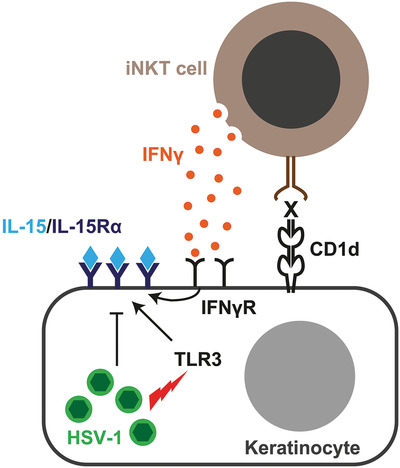 Dynamics of IL‐15/IL‐15R‐α expression in response to HSV‐1 infection reveal a novel mode of viral immune evasion counteracted by iNKT cells
